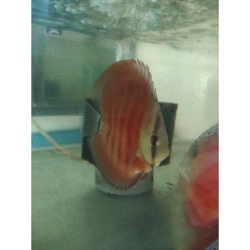 Discus sun merah UK 4 inch ekor