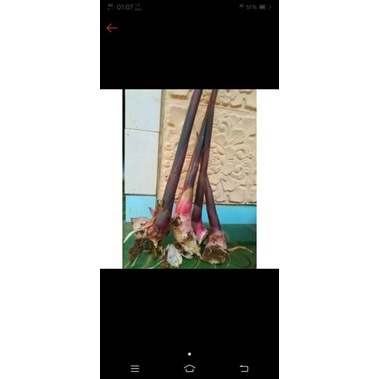 

Bibit honje laka merah / pohon kecombrang