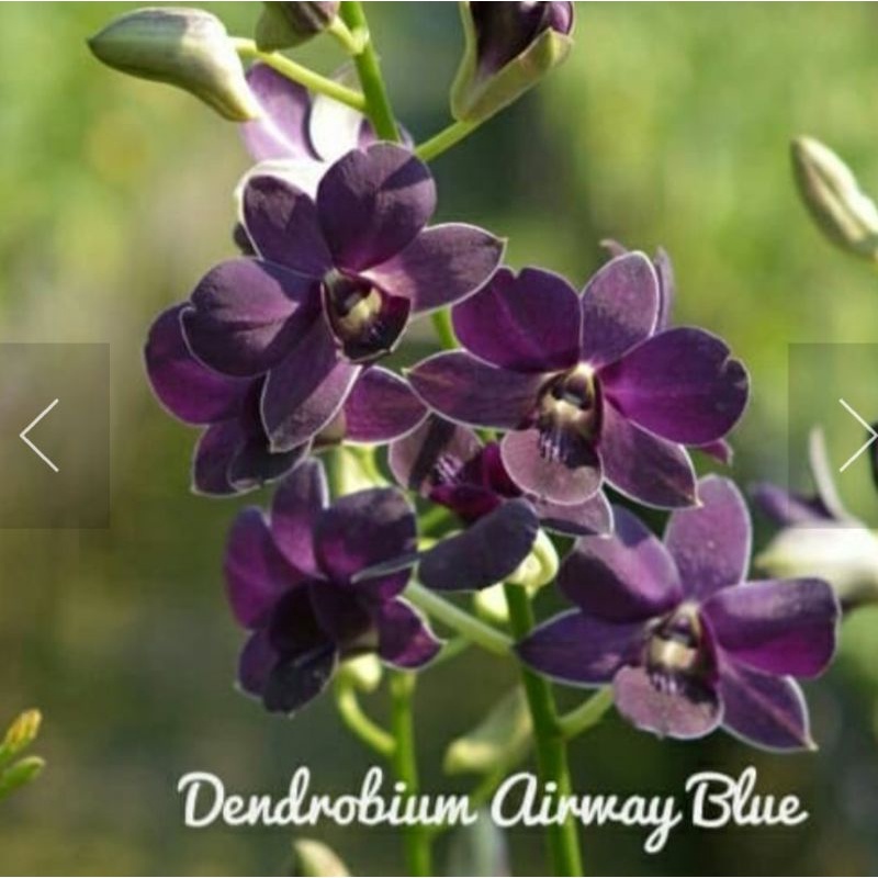 Anggrek Dendrobium Air Way Blue