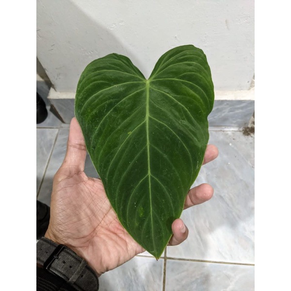 Philodendron Splendid