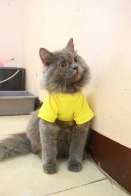 Kaos kuning strip merah untuk kucing &amp; anjing /Jual Baju Kucing Terlengkap &amp; Berkualitas size S-XL