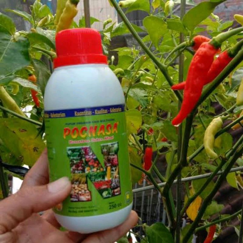 POC NASA Pupuk Perangsang Buah, Bunga, Daun, Akar - Pupuk Organik Perangsang Buah - Pelebat Buah