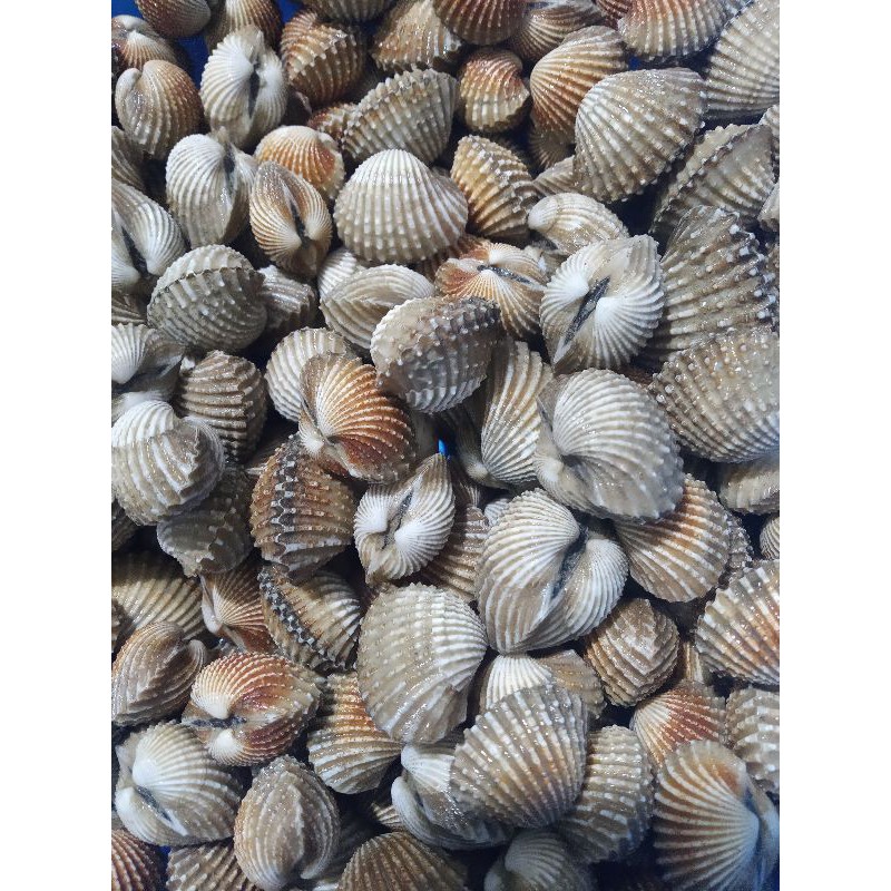 

seafood bestseller kerang dara kerang darah fresh hidup