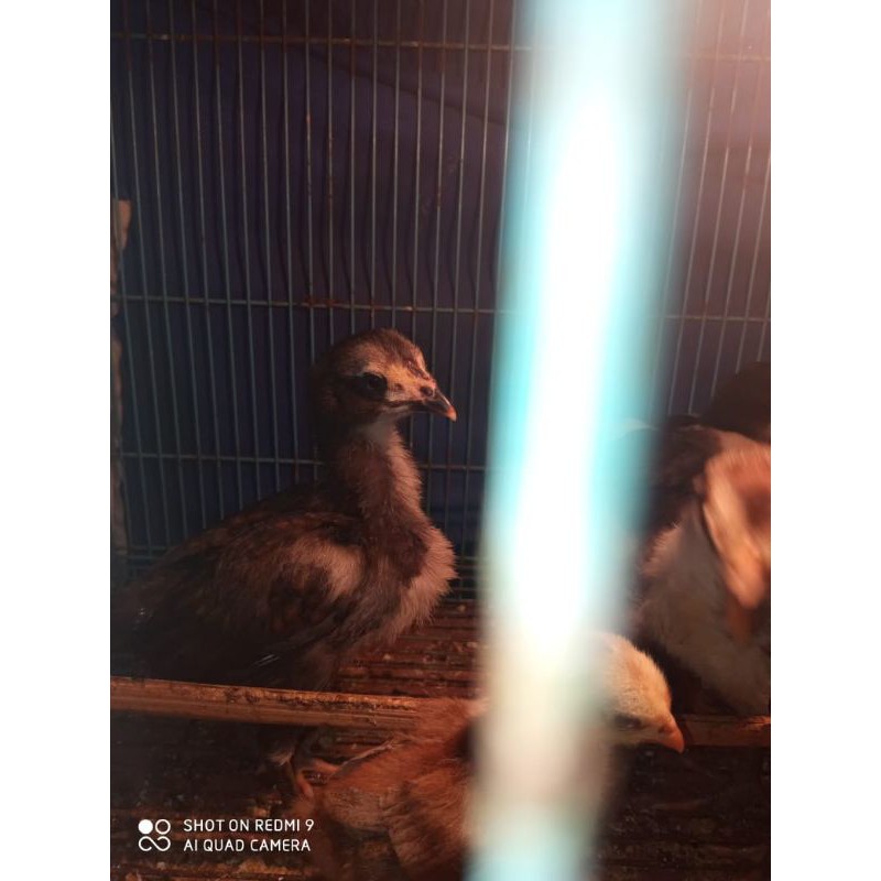 Ayam Bangkok Mangon 15 hari