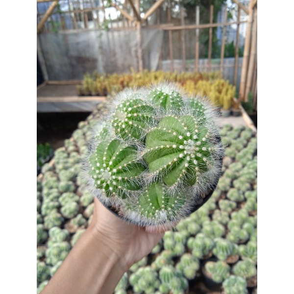 kaktus noto cluster ownrot