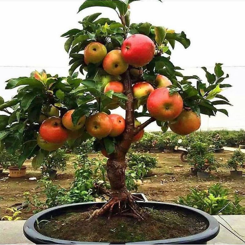 BIBIT APEL FUJI CANGKOK SUPER