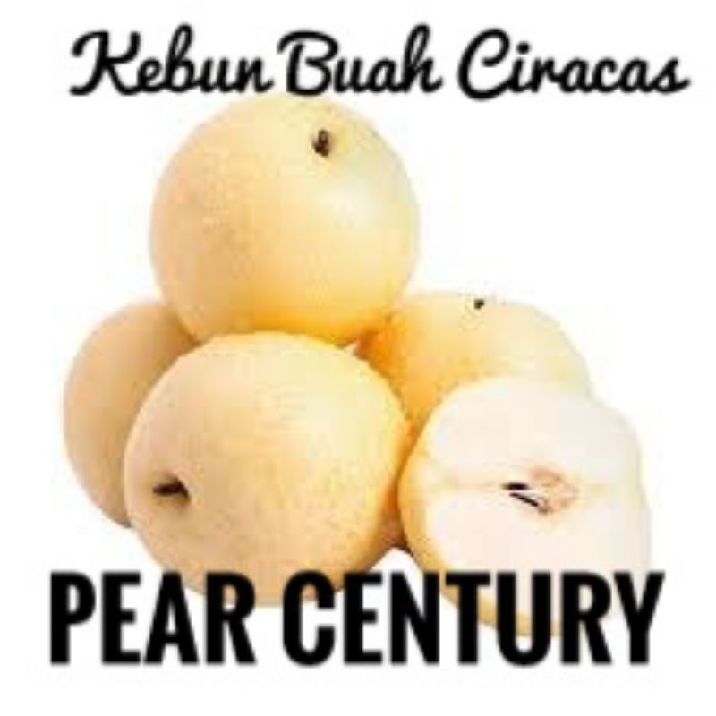 

Buah Pear Century per 1 kg