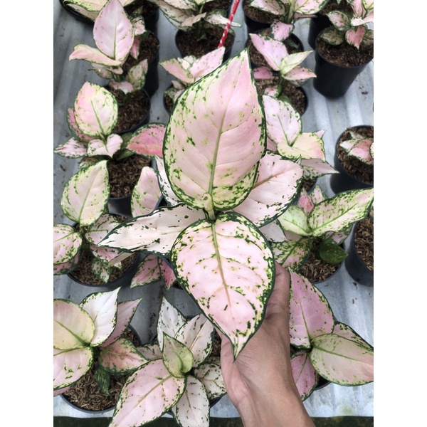 Aglonema Pink yulia/dewasa