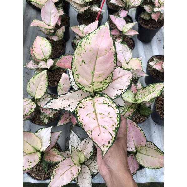 Aglonema pink yulia