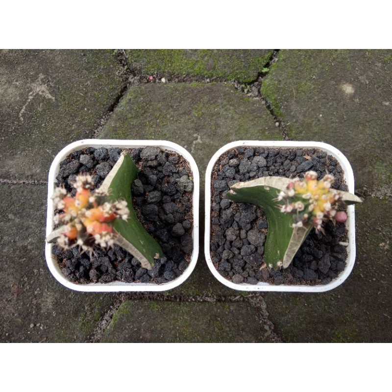 Kaktus Gymno Miha Thailand Graft Dapat 2