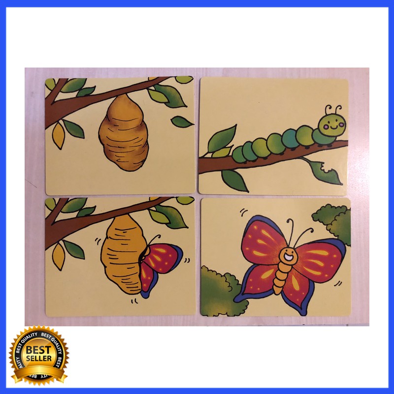 Limited  Kartu Sequence - Urutan Kejadian - Flashcard Sequence - Flash Card