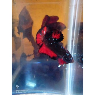 ikan cupang sello bahan avatar black galxy/himalaya galaxy