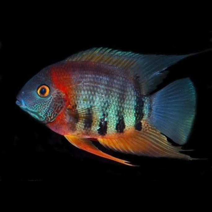 Murah Severum Sp Rotkeil / Rotkeil Red Shoulder Severum - American Cichlid Hot Sale