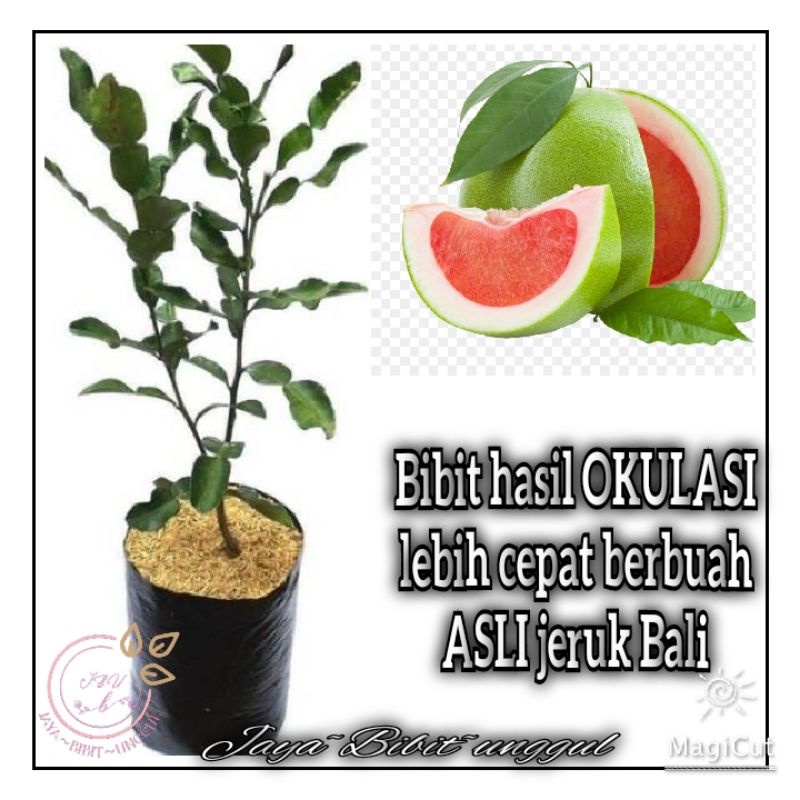 Bibit Tanaman Pohon Jeruk Bali Bibit Jeruk Bali Tanaman Jeruk Bali