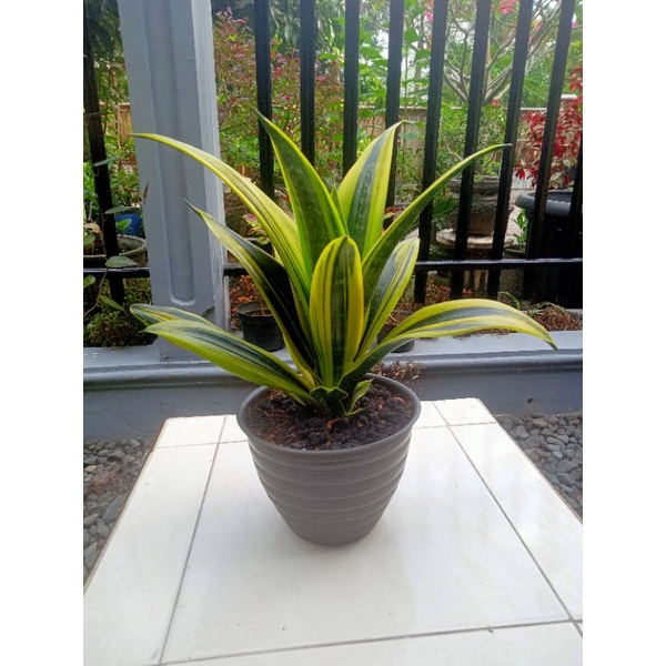 Sansevieria Gold Flame