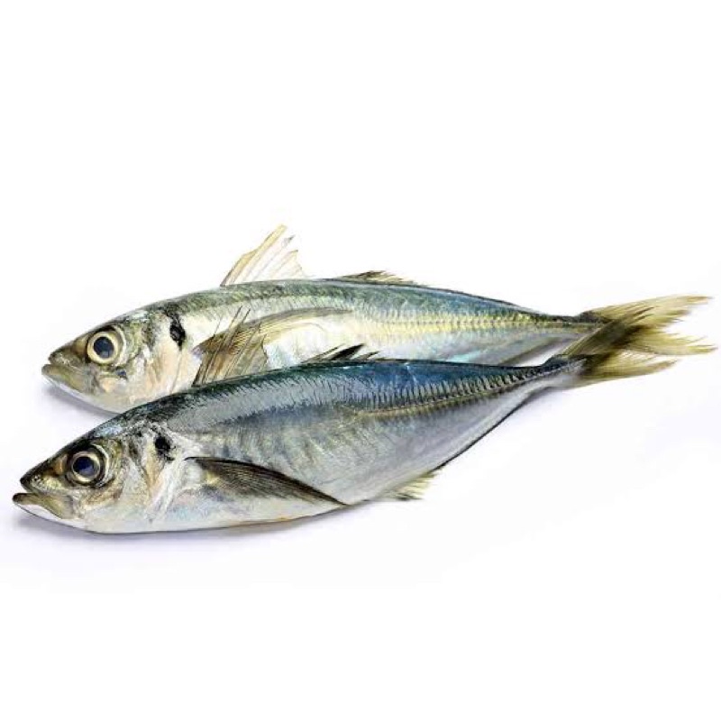 

IKAN KEMBUNG 500gr