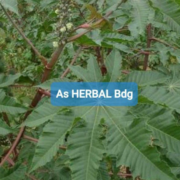 

Batang daun jarakmerah kaliki merah paket 300 gram-az