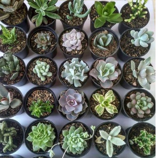 sekulen paket sekulen mini