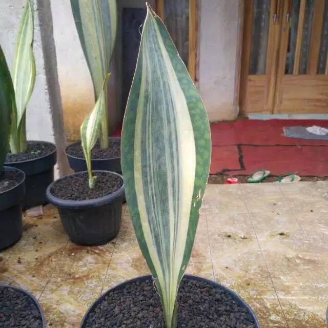 Tanaman sansiviera Giant masoniana varigata