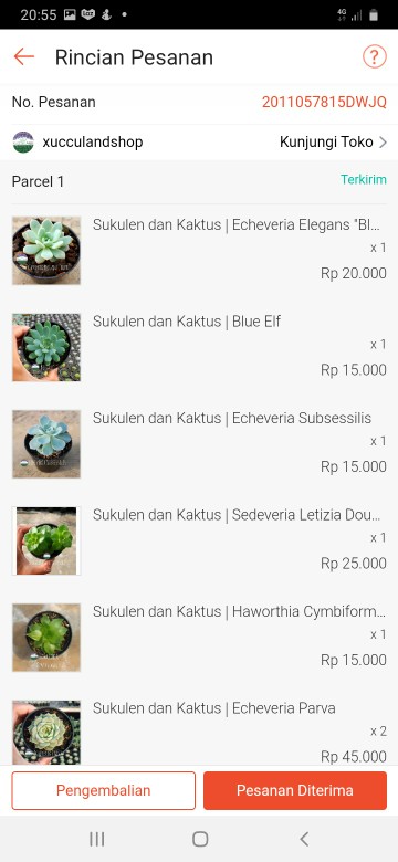 Sukulen Dan Kaktus | Echeveria Elegans blue