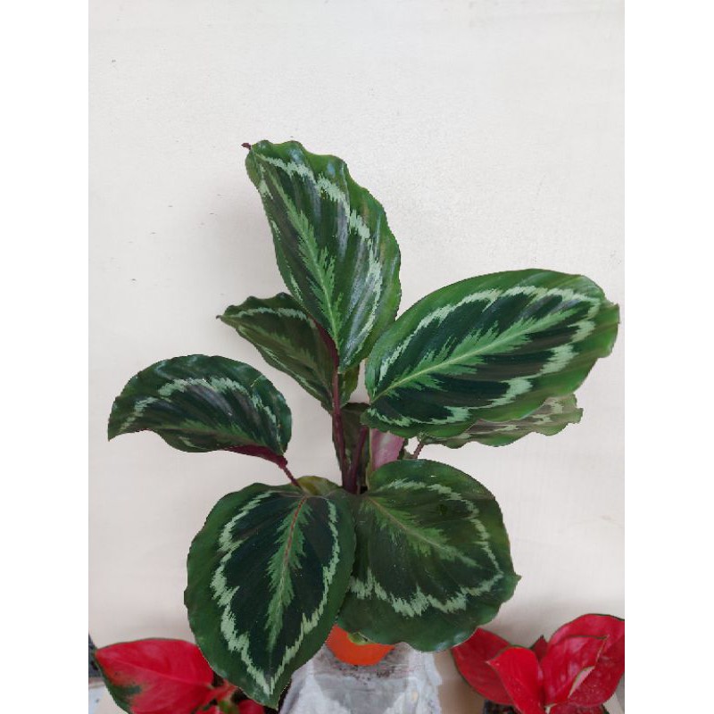 calathea medalion