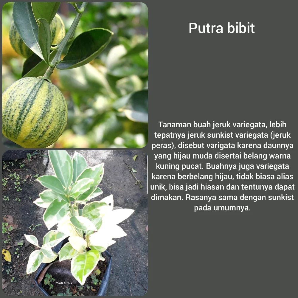 Bibit Pohon Buah Markisa Ungu Merah Hitam Tanaman Edulis Sims