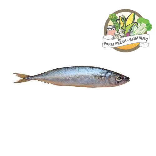 

Ikan Salem 480-520 gr Farm Fresh