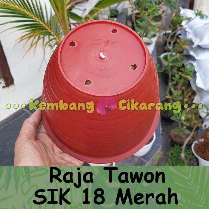 Pot bunga raja tawon SIK 18 MERAH CABE cantik tebal kuat murah