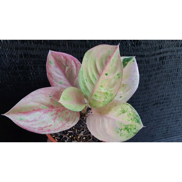 SALE Bonggolan Aglonema Emerald Mutasi