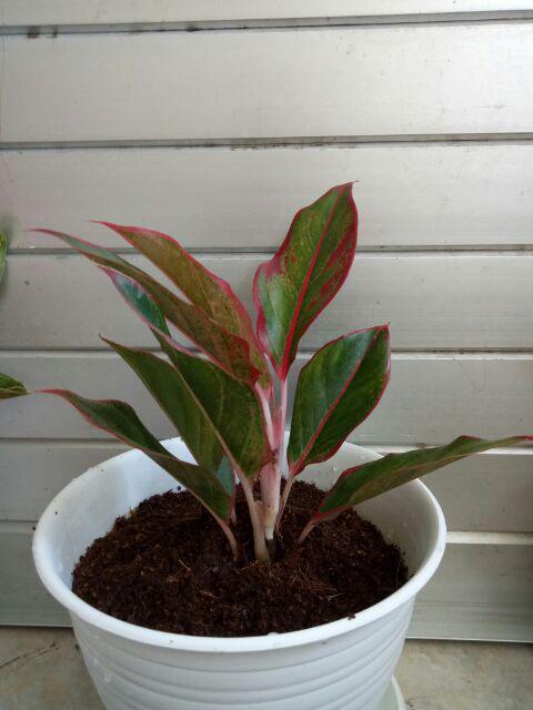 Tanaman Hias Murah 4 Aglonema/paket Aglaonema Hemat Aglo Donacarmen Lipstick Snow White Rotundum
