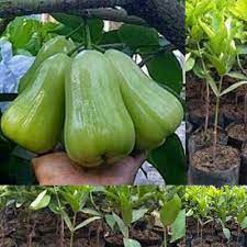 Bibit Jambu Air Madu Super Green Beli 5 Bonus 1