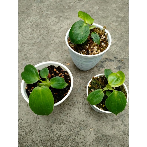 Philodendron Pigskin / Philodendron Rugosum