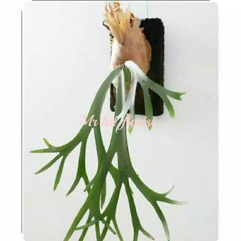 PROMO //Tanaman hias tanduk rusa -dinding tenpel-Tanaman hias-Tanduk rusa-PROMO Tanduk rusa tempel