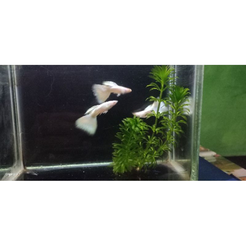 Ikan Guppy albino Full platinum