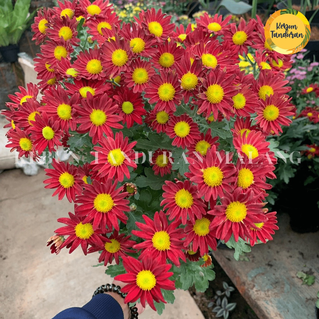 ID BUNGA KRISAN / TANAMAN KRISAN BERBUNGA / BIBIT BUNGA KRISAN HIDUP PILIH WARNA