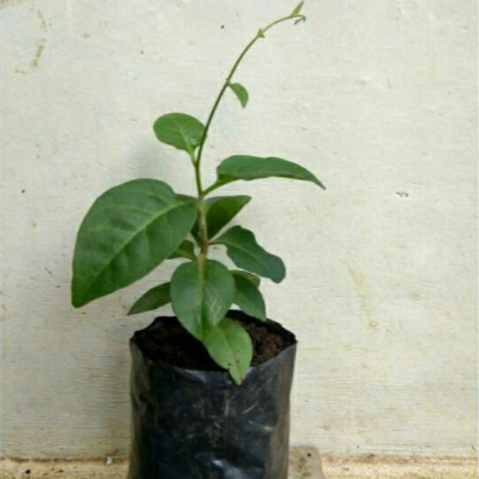 bibit tanaman herbal binahong hijau, bibit binahong hijau.
