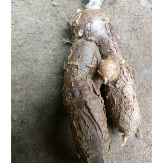 

Akar ginseng jawa kolesom