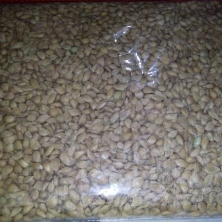 

biji jeruk basah siap semai berkualitas