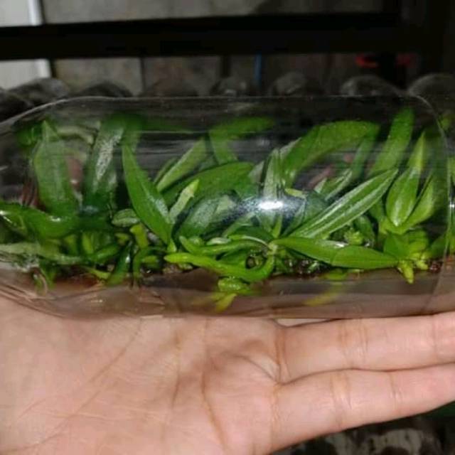 BOTOLAN ANGGREK BULAN HYBRID