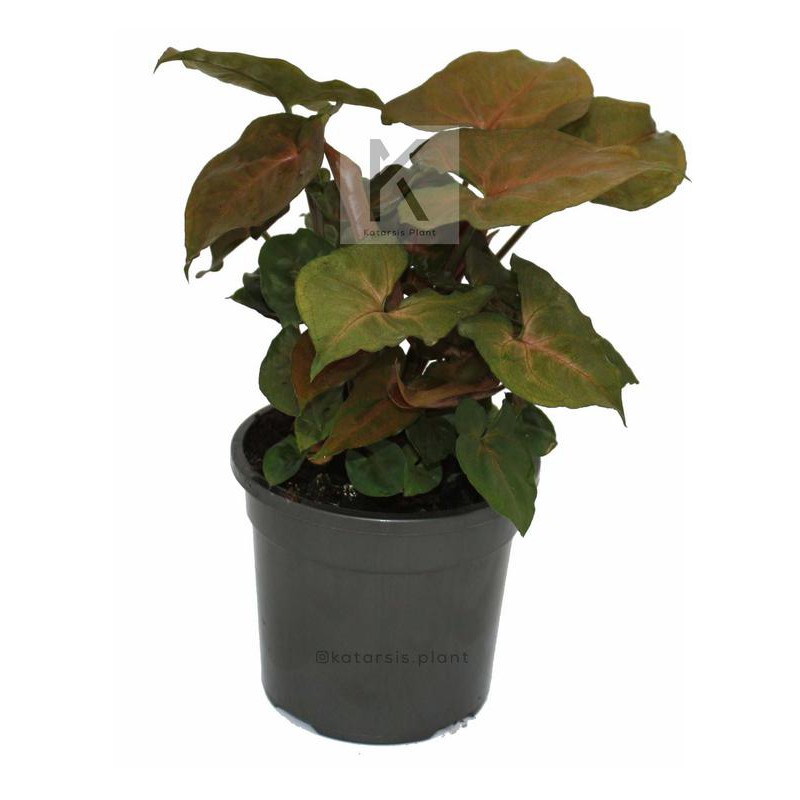 Syngonium podophyllum 'Maria' Bronze, Syngonium Maria