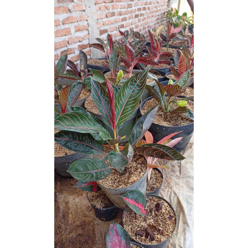 aglonema agalonema pos induk pride of sumatra ,red sumatra