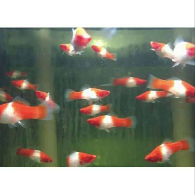 ikan Hias Platy Santa Claus