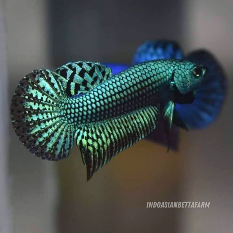 wild betta alien green - ikan cupang alam