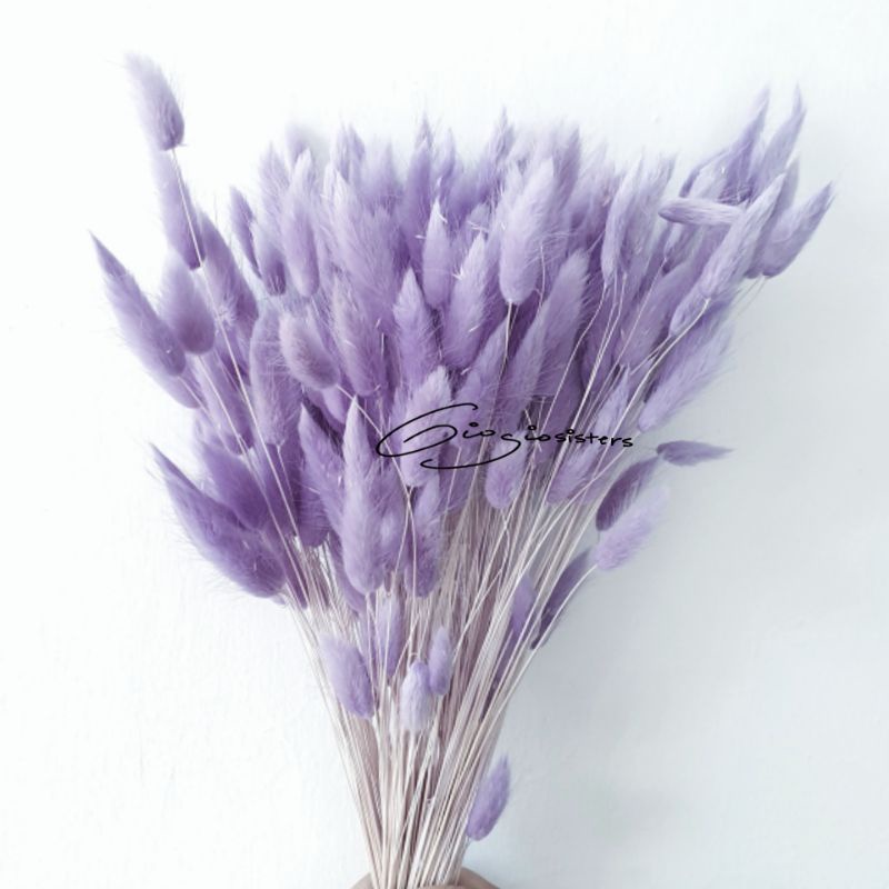1 ikat Bunny Tail Bright Purple Milka | Bunga Kering Lagurus | Dried Flower Lagurus
