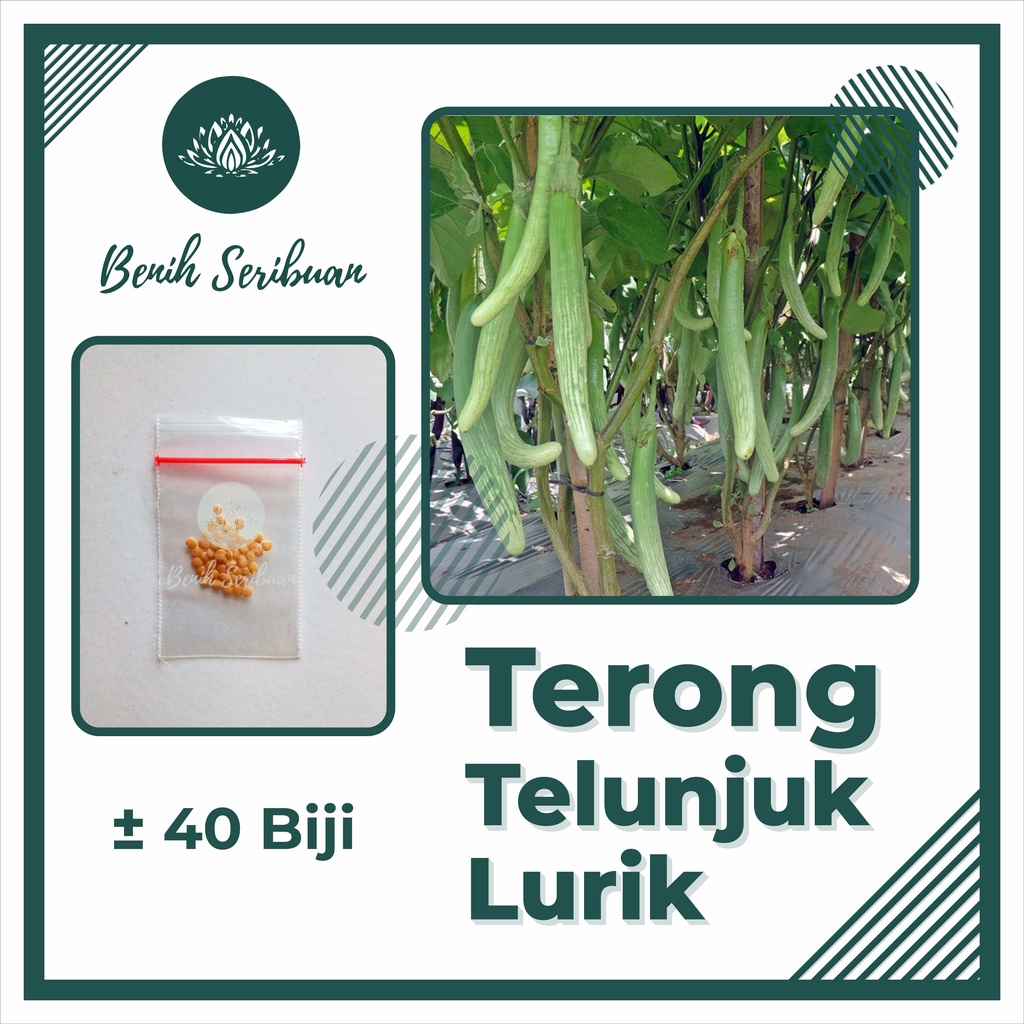 TERMURAH Bibit Sayuran Benih Sayur Paket Lengkap Tanaman Hidroponik Kangkung Bayam Cabe Sawi Unggul-TERONG TELUNJUK