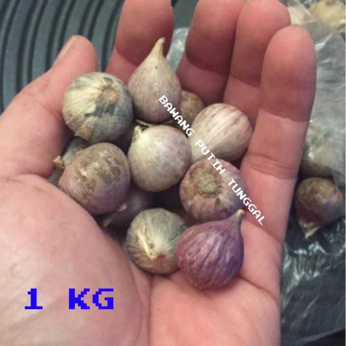 

[[BISA COD]] Bawang Putih Tunggal / Bawang Lanang Herbal Kesehatan TERLENGKAP Kode 64