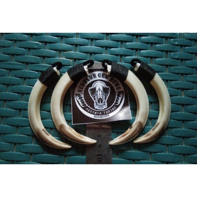 Kalung Taring Babi Asli 100% 8CM Tinggal Pakai