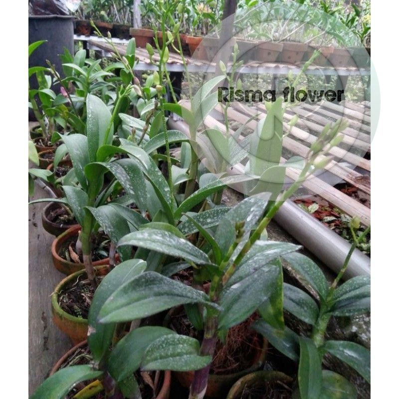 ANGGREK DENDROBIUM DEWASA SUDAH SPIKE DAN SIAP BERBUNGA - ANGGREK DENDROBIUM KOMBINASI