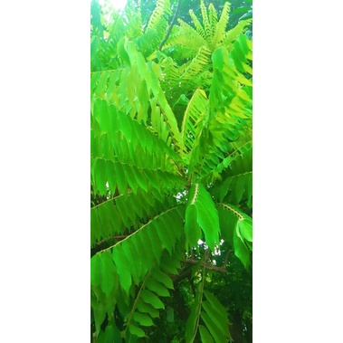 

daun belimbing wuluh