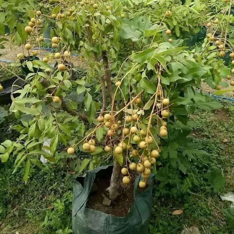 Bibit Kelengkeng Bangkok Bisa Berbuah Dalam Pot